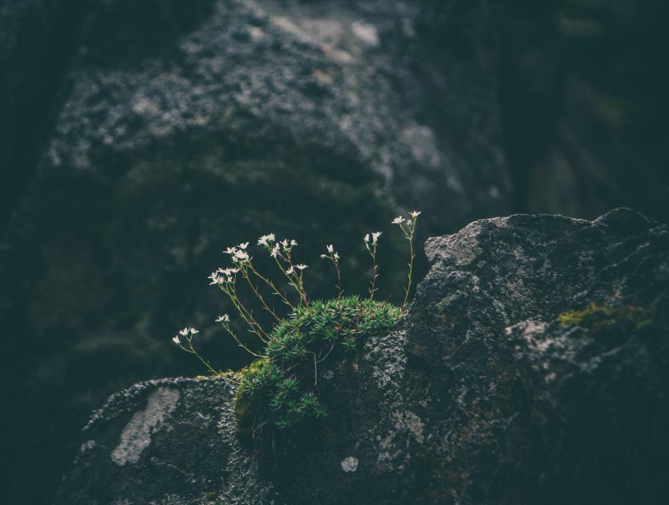 Free Image of Plant Growing on Rock 