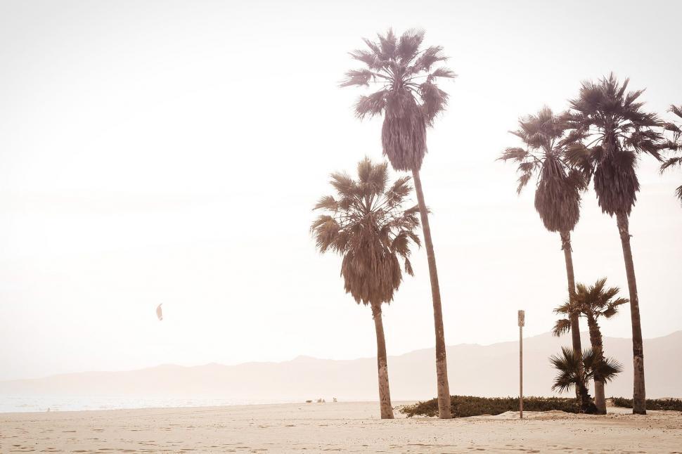 Free Image of Palm Trees and Kite Flying on Beach 