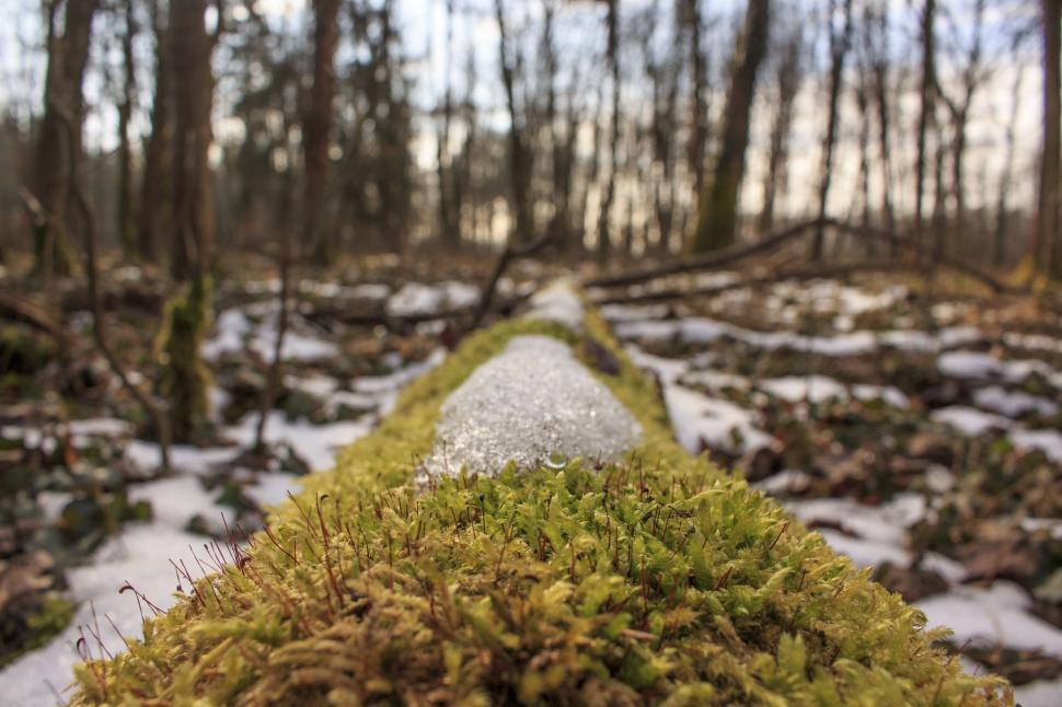 Free Image of Moss Growing on a Log in the Woods 