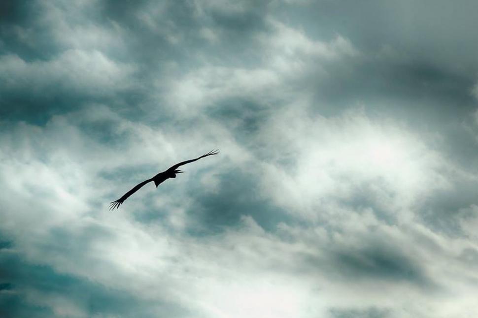 Free Image of Large Bird Soaring Through Cloudy Sky 