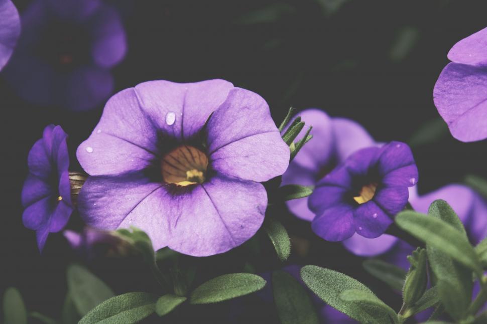 Free Image of Group of Purple Flowers With Green Leaves 