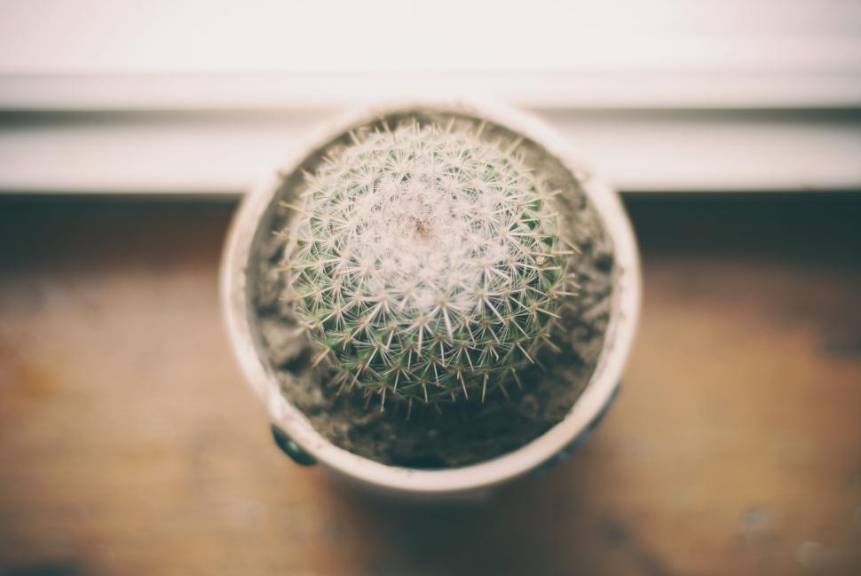 Free Image of Cactus in a Pot on a Table 