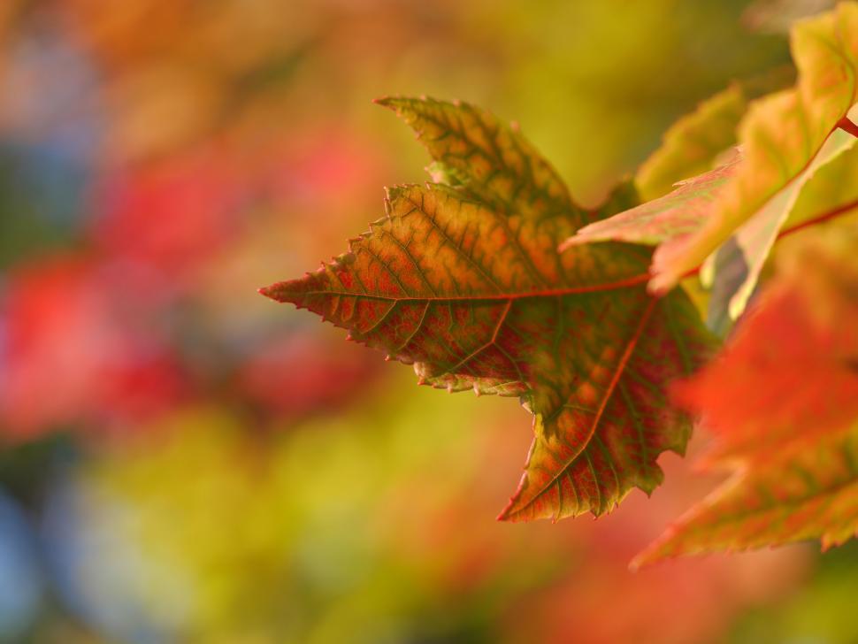 Free Image of Close Up of a Leaf on a Tree 