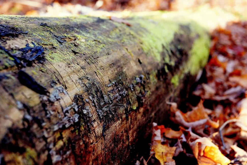 Free Image of Close Up of Tree Trunk With Leaves on Ground 