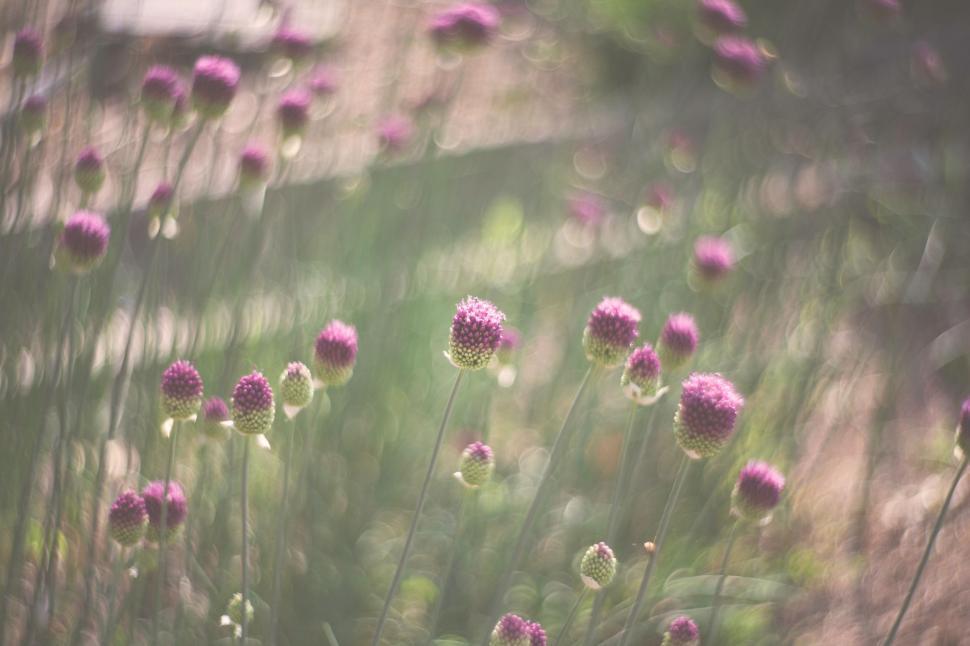 Free Image of Bunch of Flowers in Grass 