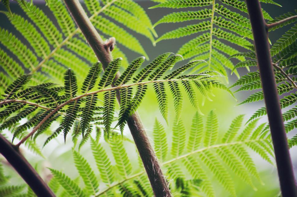 Free Image of Close Up of a Green Leafy Plant 