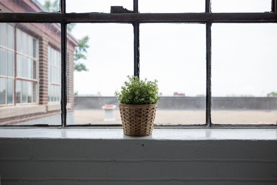 Free Image of Potted Plant on Window Sill 