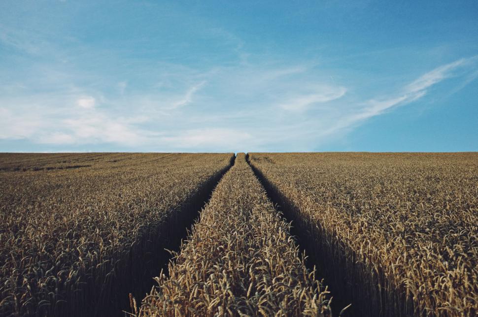 Free Image of Vast Field With Two Tracks 