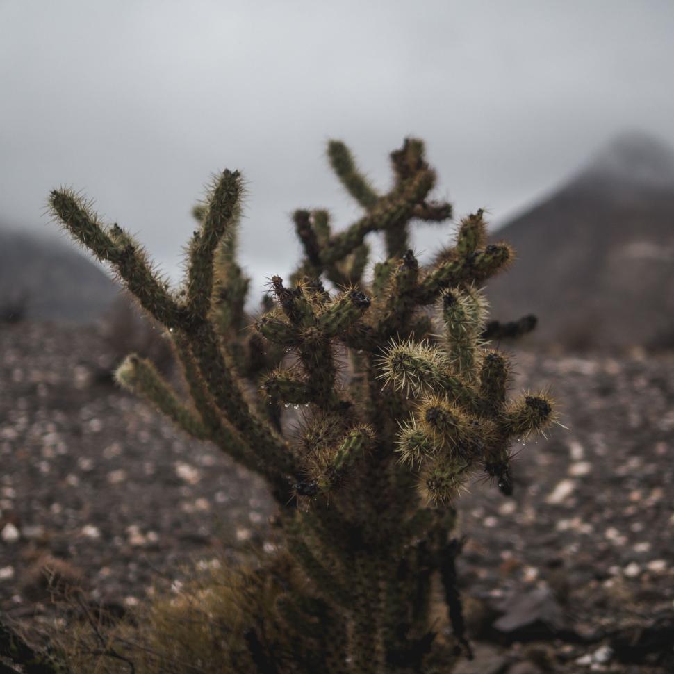 Free Image of Cactus in a Field With Mountains in the Background 