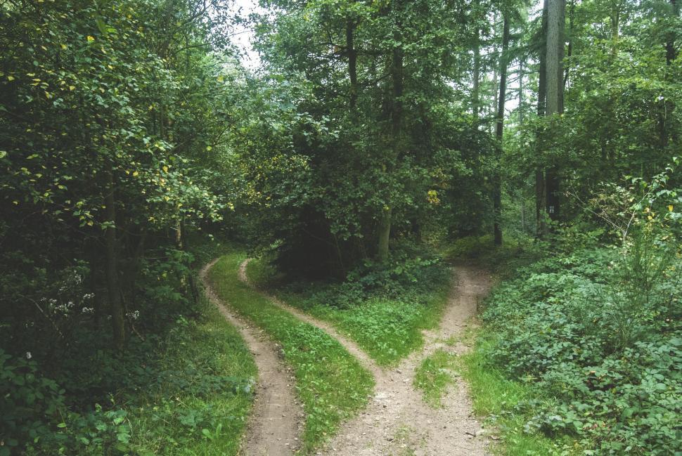 Free Image of Dirt Road Cutting Through Forest 