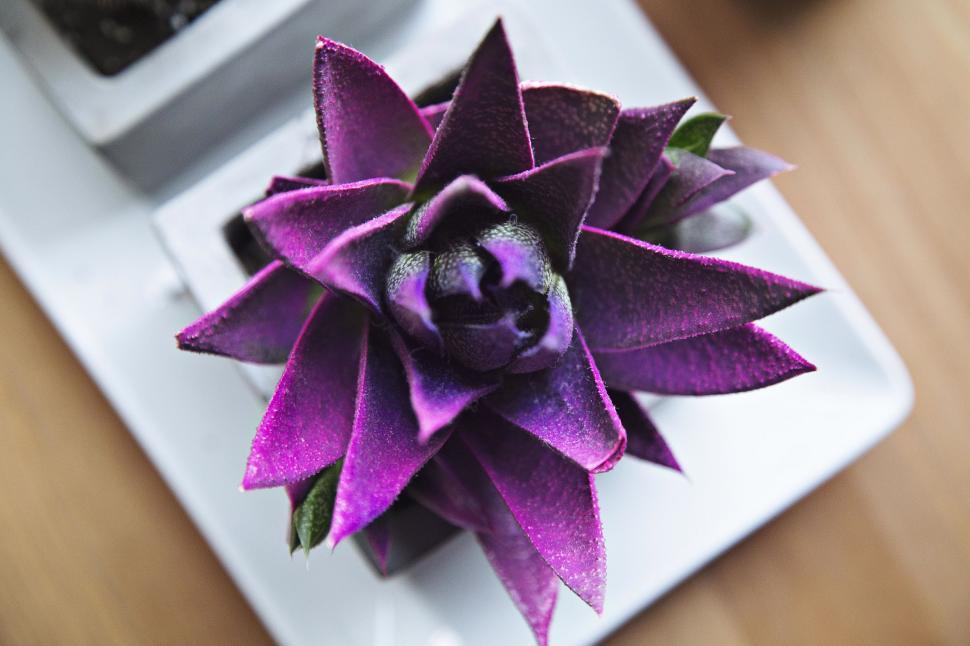 Free Image of Purple Flower on White Plate 
