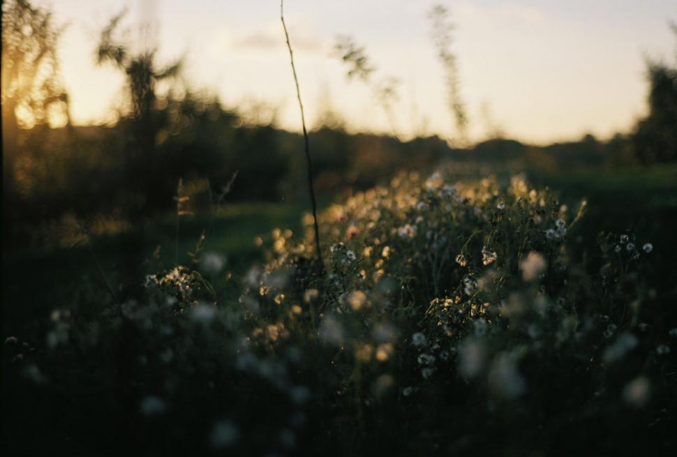 Free Image of Blurry Field of Flowers 