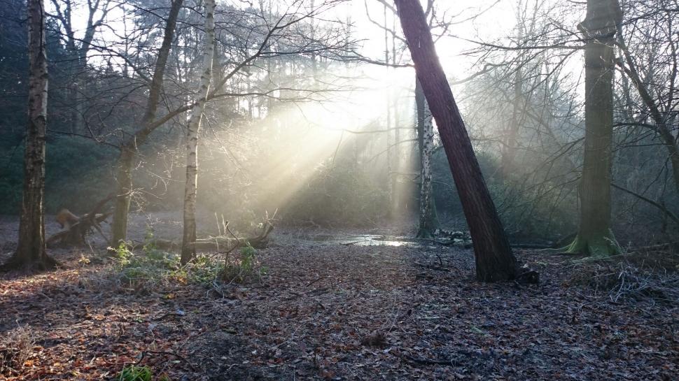Free Image of Sun Shining Through Trees in Woods 