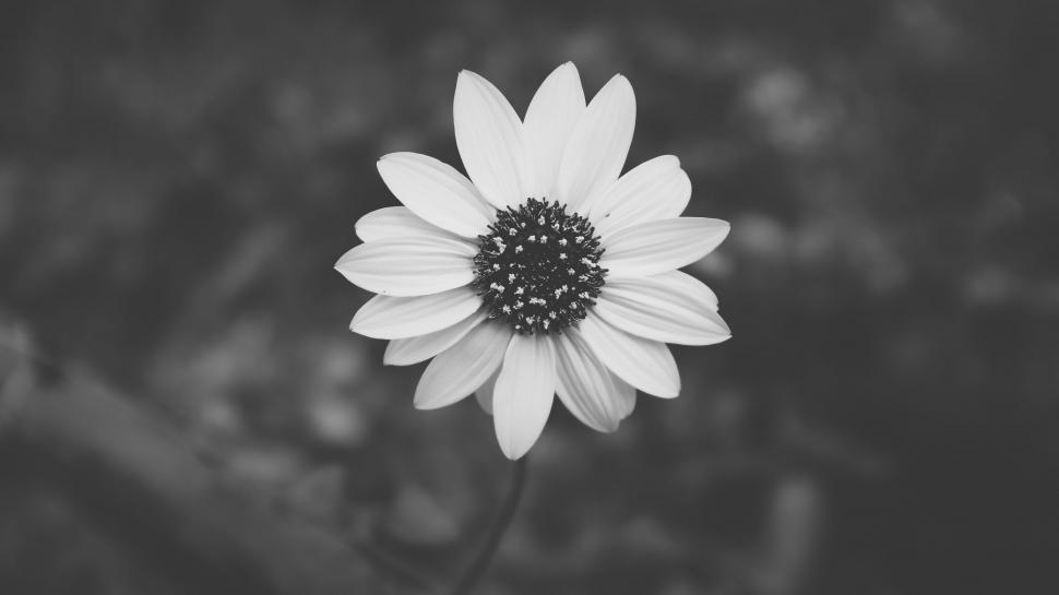 Free Image of Monochromatic Close-Up of Flower 