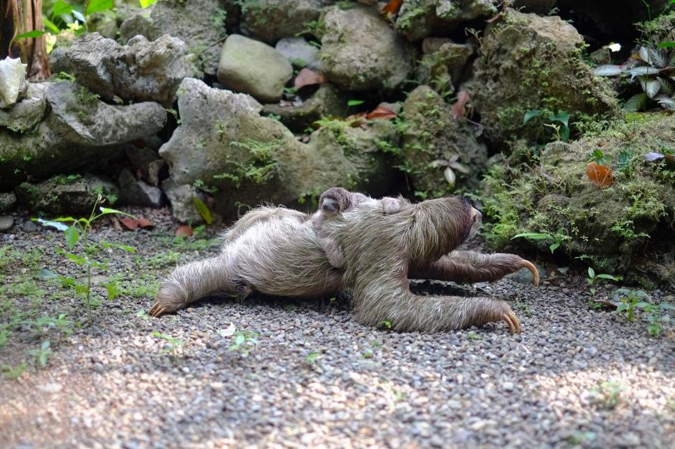 Free Image of Baby Sloth Lying on Back on Gravel Road 