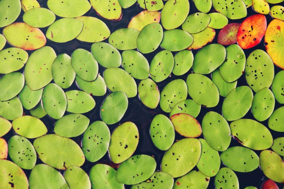 Free Image of A Pond Filled With Green Leaves 