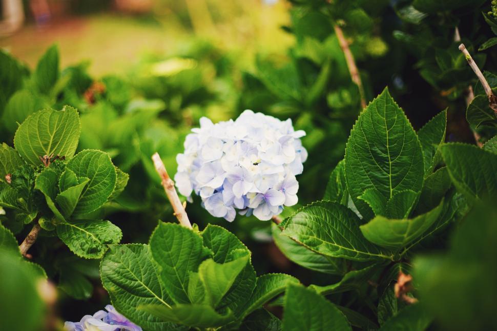 Free Image of Blue and White Flower Surrounded by Green Leaves 
