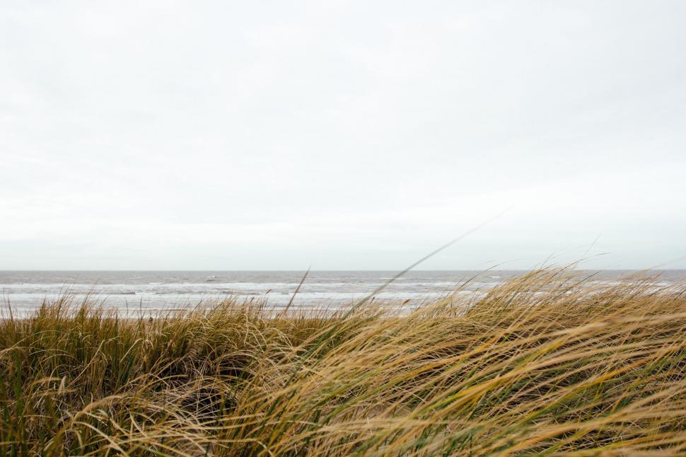 Free Image of Grassy Area With Beach in the Background 