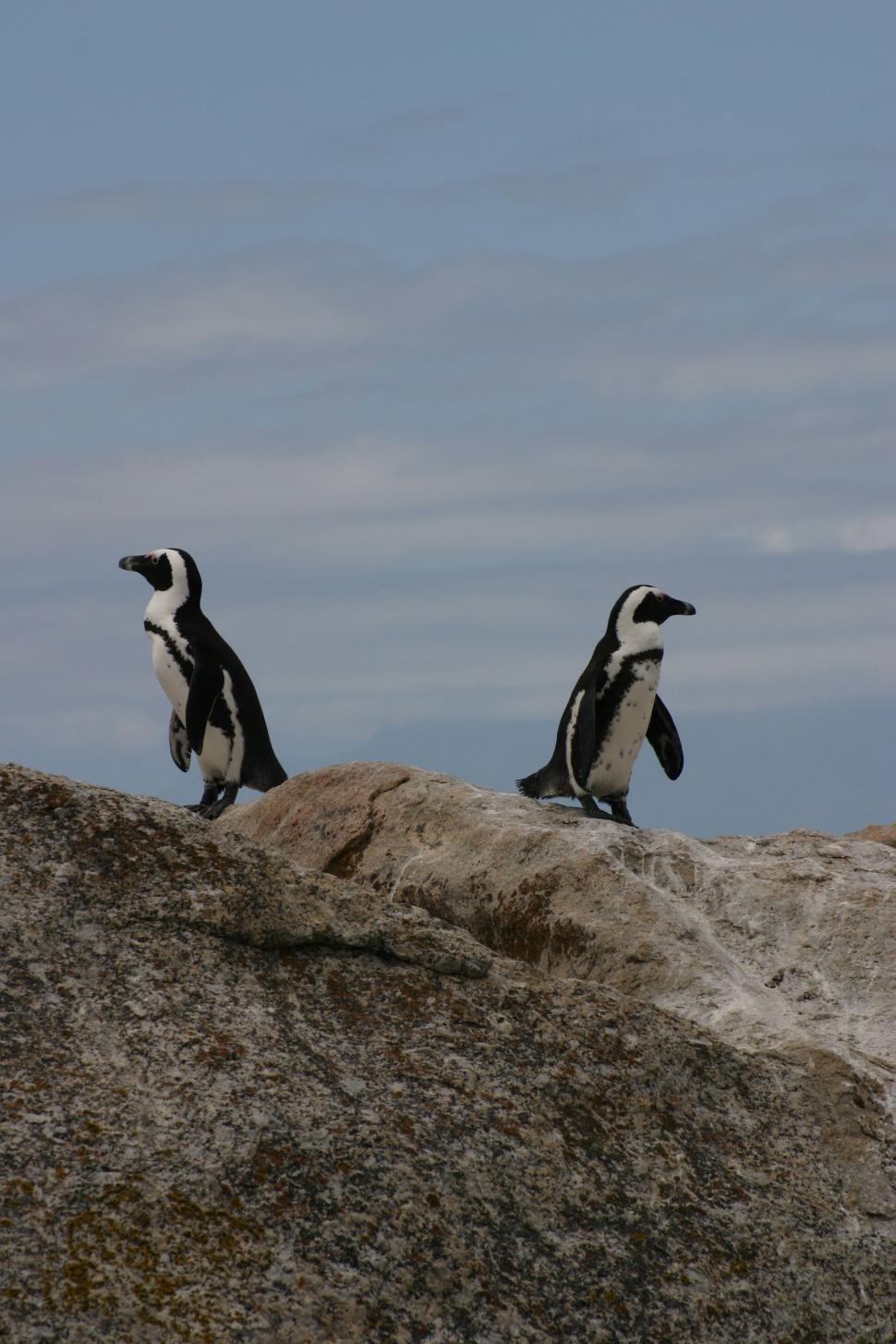 Free Image of Two Penguins Sitting on Top of a Large Rock 