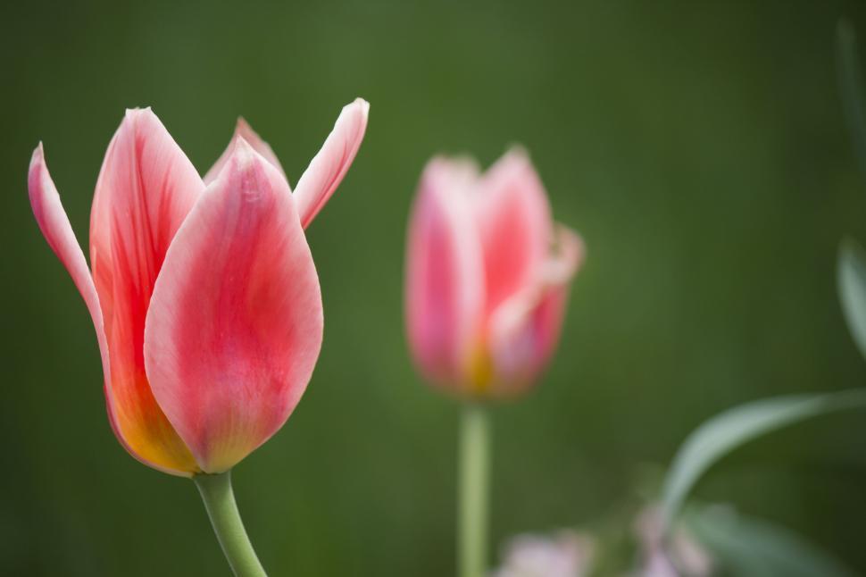 Free Image of tulip plant tulips spring flower garden flowers flora floral blossom bloom holland field petal bud dutch colorful pink bouquet netherlands leaf blooming yellow season seasonal 