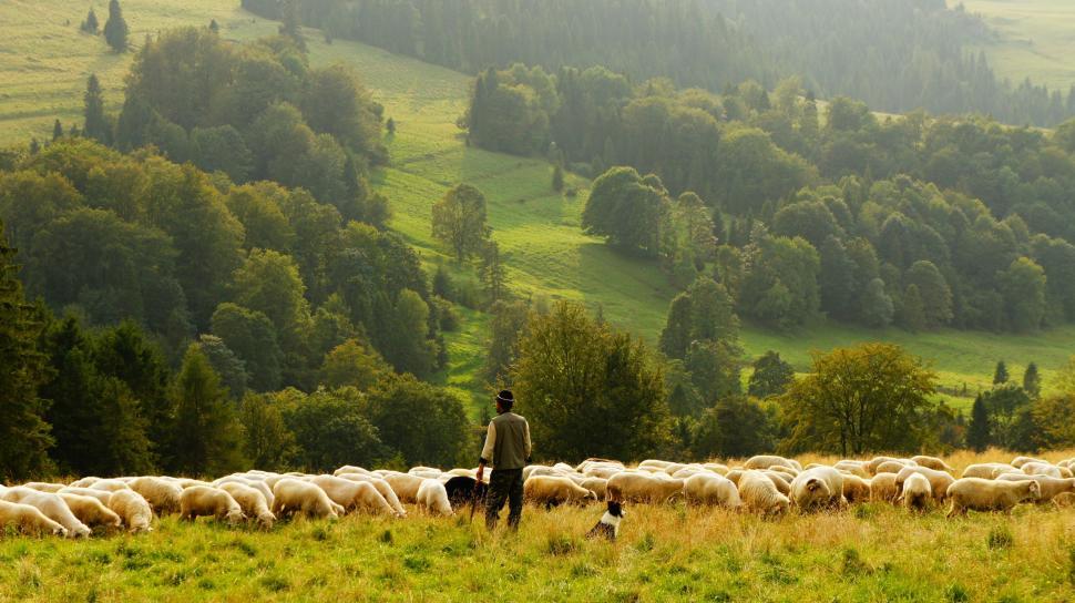 Free Image of A Man Standing in a Field With a Herd of Sheep 