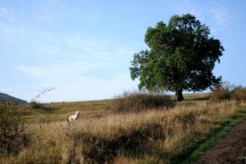 Free Image of Lone Sheep Standing in Field Next to Tree 