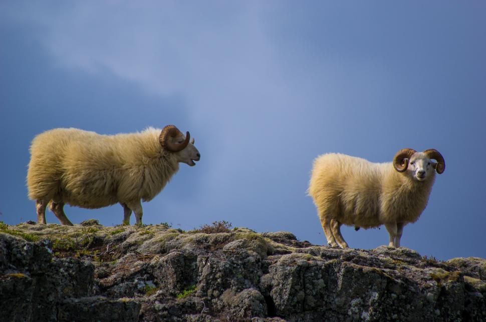 Free Image of Two Sheep Standing on Top of a Rocky Hill 