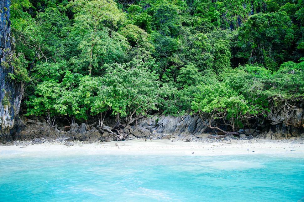 Free Image of Sandy Beach Surrounded by Lush Green Trees 