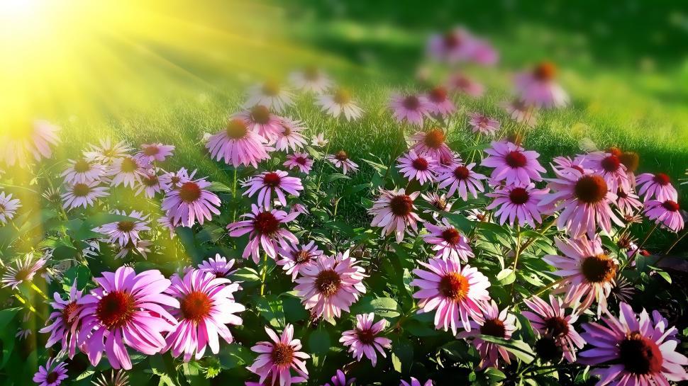 Free Image of Field of Purple Flowers Under Sunlight 