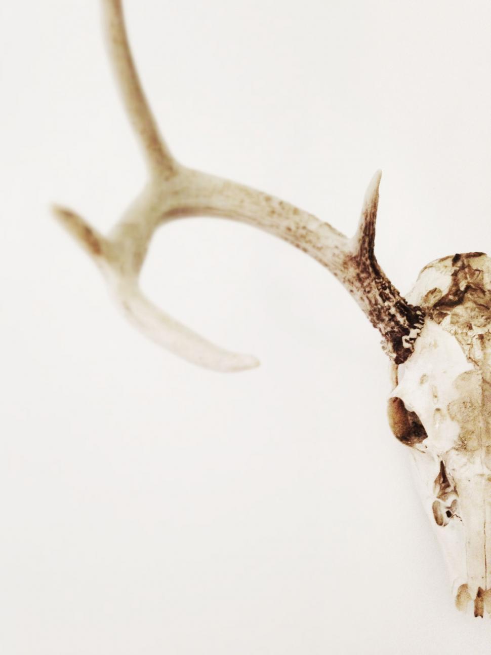 Free Image of Close Up of Deer Skull With Antlers 