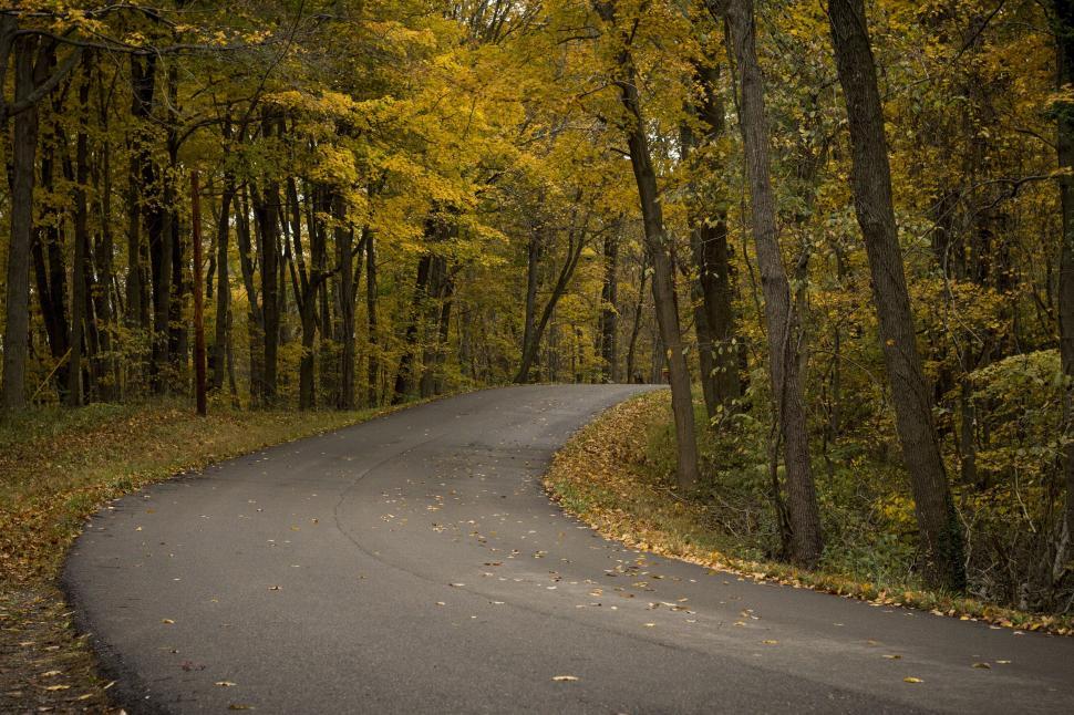 Free Image of Winding Road Cutting Through Forest 