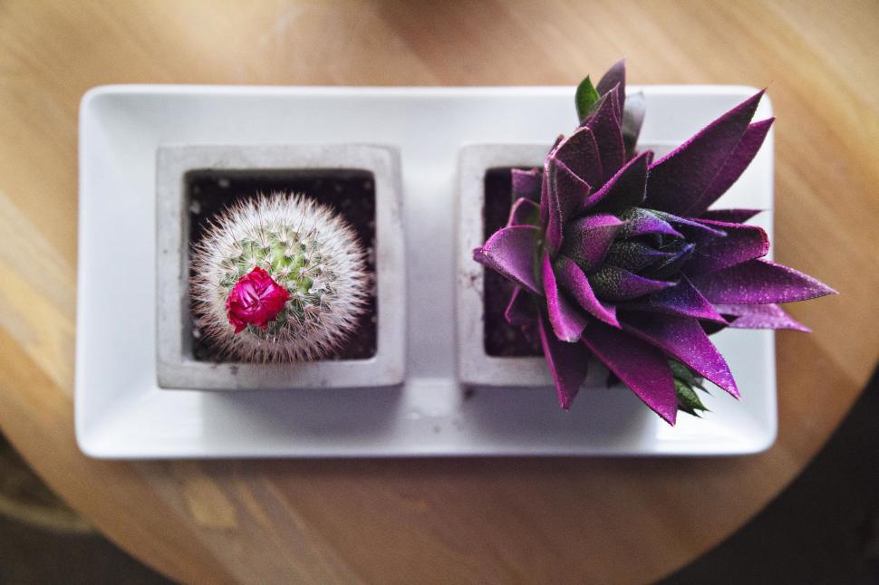 Free Image of Two Succulents in a White Dish on a Wooden Table 
