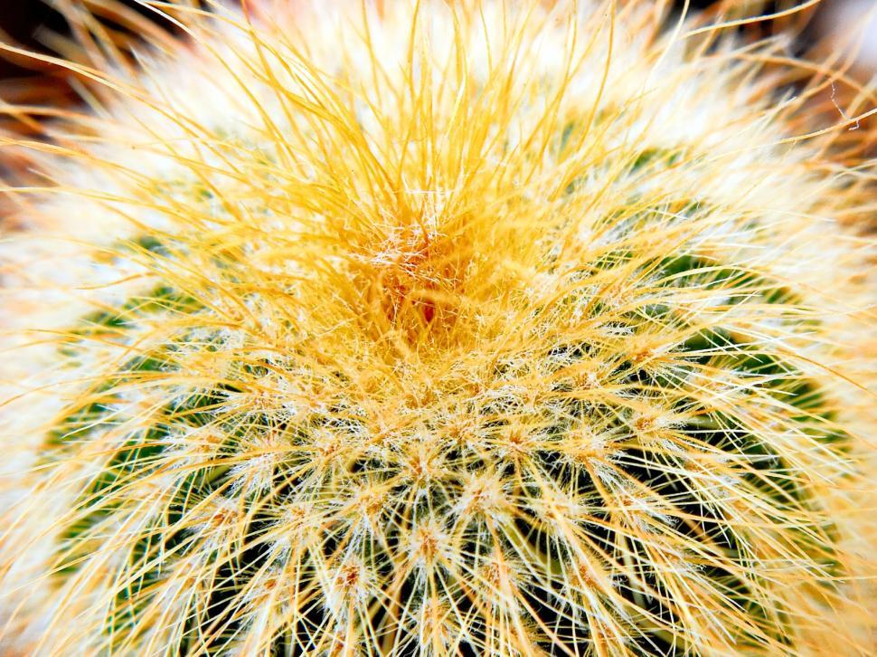 Free Image of Cactus 1 