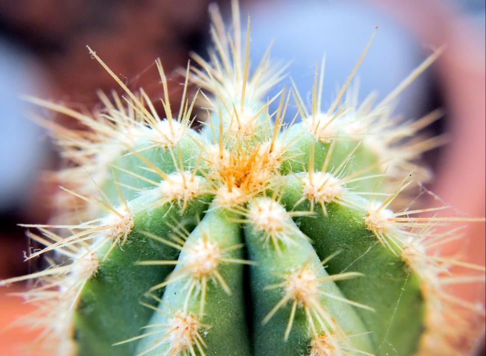 Free Image of Cactus 2 