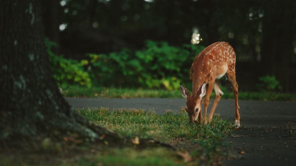 Free Image of Deer Eating Grass in the Middle of the Road 