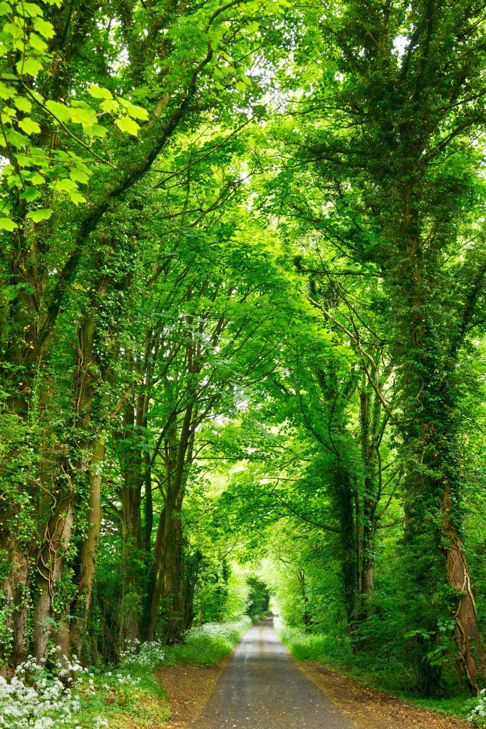 Free Image of Dirt Road Surrounded by Trees and Greenery 