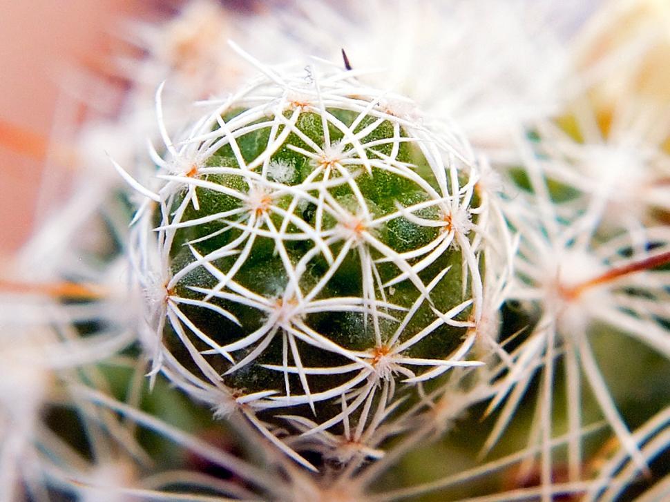 Free Image of Cactus 3 