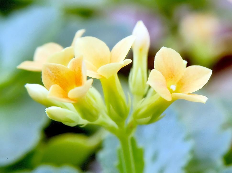 Free Image of Yellow flowers 