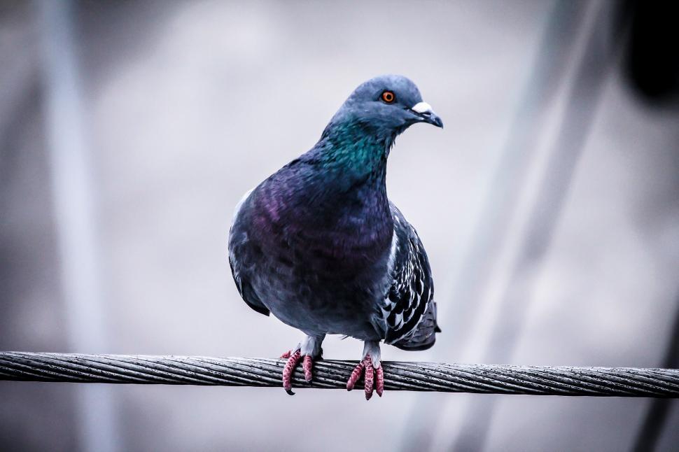 Free Image of Pigeon Perched on Wire Against Sky Background 