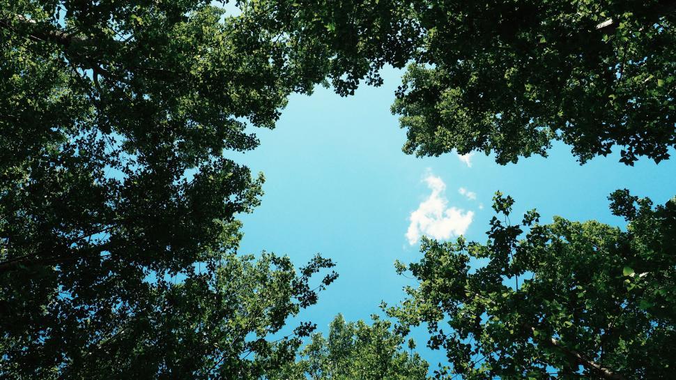 Free Image of Sky Peeking Through Trees 