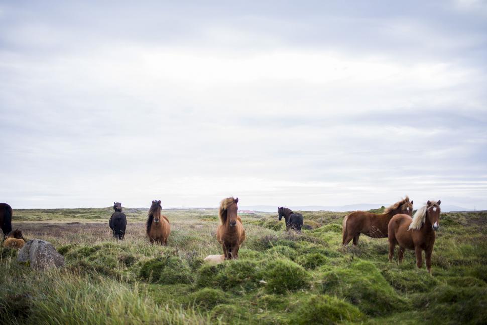 Free Image of Herd of Horses Grazing on Lush Green Field 