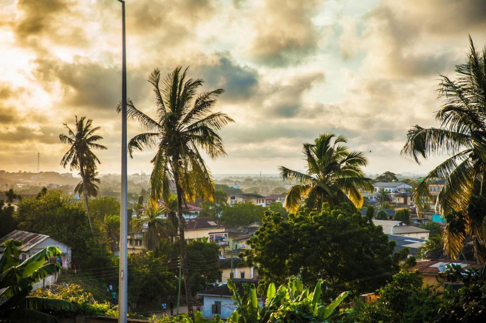 Free Image of City Skyline With Palm Trees 