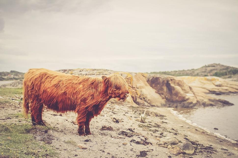 Free Image of Brown Cow Standing on Rocky Hillside 