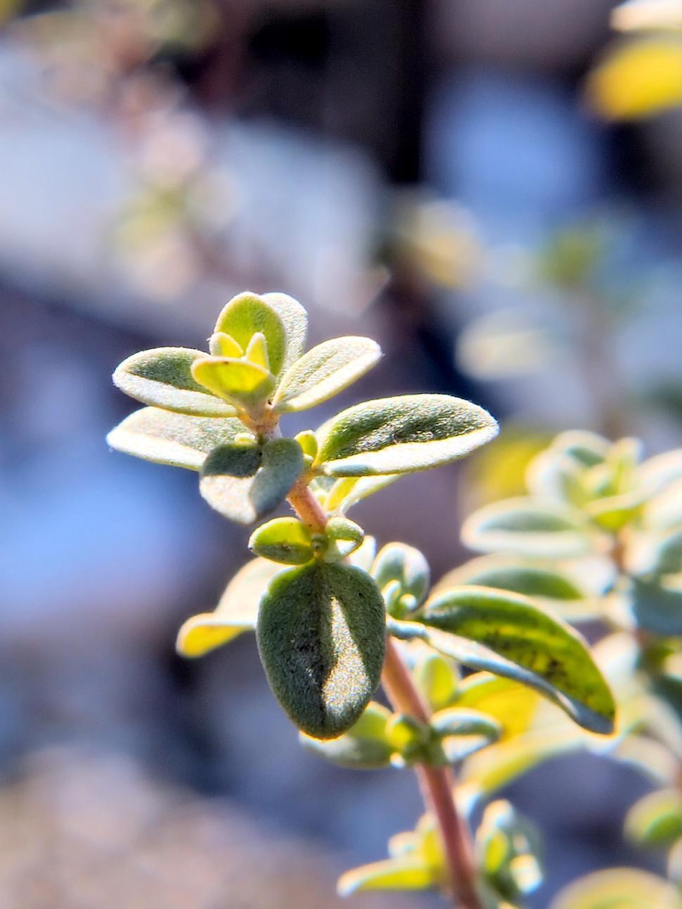 Free Image of Thyme 