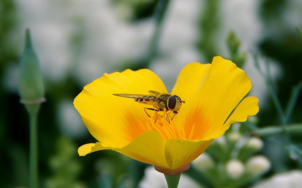 Free Image of Bee Sitting on Yellow Flower 