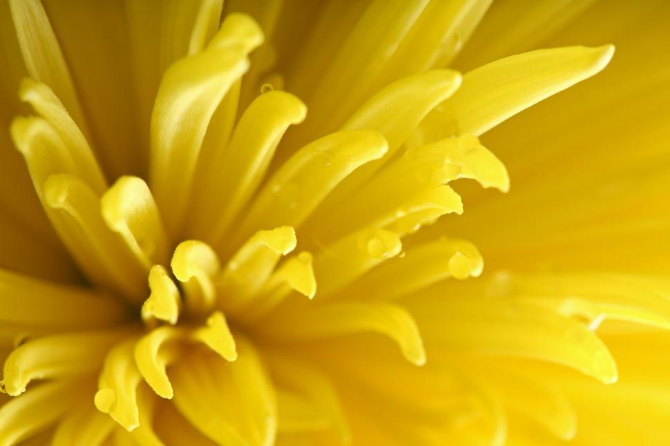 Free Image of Close Up View of a Yellow Flower 