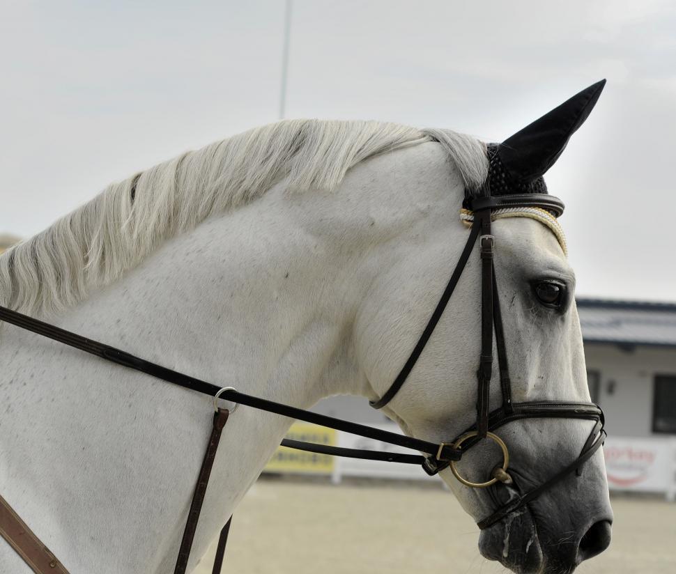 Free Image of White Horse With Black Bridle 