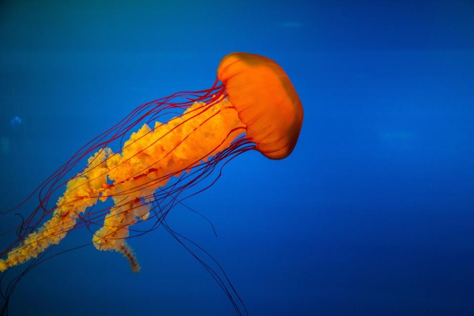 Free Image of Yellow Jellyfish Floating in Water 