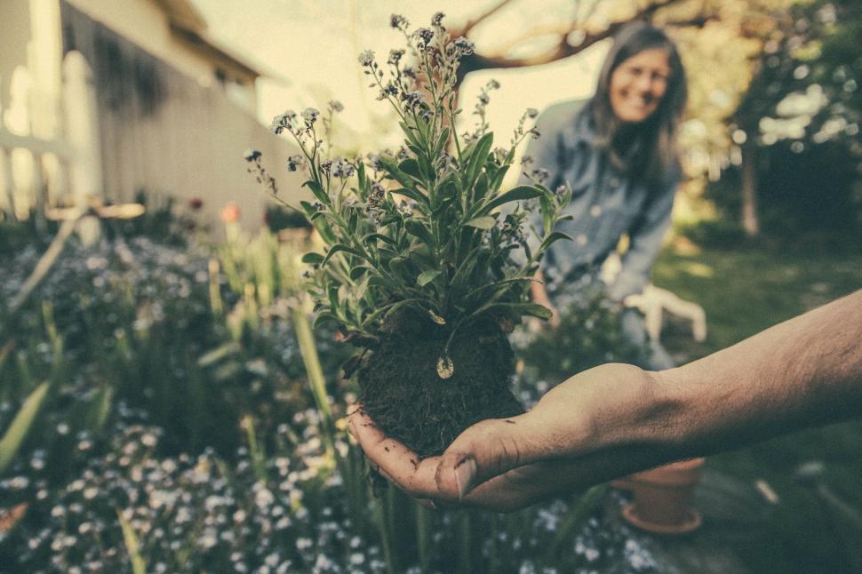 Free Image of Person Holding a Plant in Their Hands 