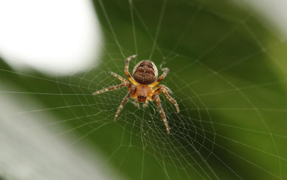 Free Image of Spider Close Up on Green Leaf 